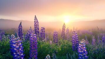 Lavendel Feld beim Sonnenaufgang foto