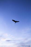 Vogel Silhouette fliegend im Blau Himmel foto