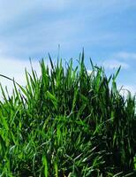 Grün Gras gegen das Hintergrund von das endlos Frühling Himmel foto