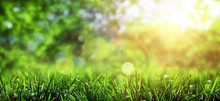 schließen oben von Grün Gras mit das Sonne leuchtenden im das Natur Hintergrund auf ein Frühling Tag. foto
