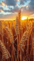 Weizen Feld mit Rahmen Sonne foto