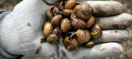 Schnecke Bauernhof Nahansicht Gartenarbeit Weichtier Tier Natur Ökologie Grün Frühling Sommer- foto