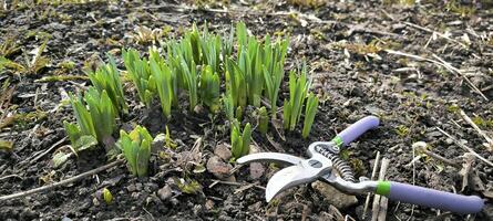 früh Frühling Blätter Landwirtschaft Botanik Schneeglöckchen Boden sprießen Natur Gartenarbeit Grün draußen Garten Gartenschere foto