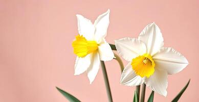 frisch Frühling Blumen Narzisse Strauß Banner auf Rosa Pfirsich Hintergrund Mütter Tag Valentinsgrüße foto