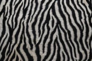 Zebra Haut Pelz Textur, Zebra Pelz Hintergrund, flauschige Zebra Haut Pelz Textur, Zebra Haut Pelz Muster, Tier Haut Pelz Textur, Zebra drucken, foto