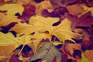 Herbst Herbstblatt foto