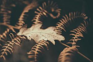 trockene Blätter Herbst foto