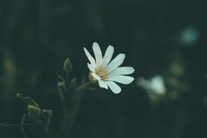 weiße wilde Blumen foto