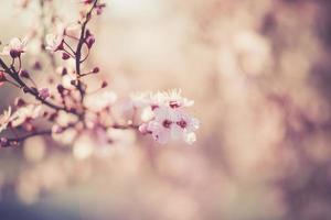 Sakura-Festivalblumen foto
