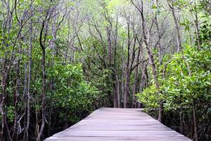 hölzern Brücke Gehweg im Schwanz Pflanzen oder Zierapfel Mangrove von Mangrove Wald im tropisch Regen Wald von Thailand foto