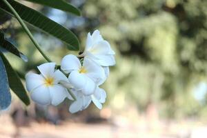 Blühen Weiß Plumeria rubra Blume oder Frangipani Blumen Brunch mit natürlich Sonnenlicht im tropisch Garten foto