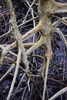 Wurzeln im Schlamm von Schwanz Pflanzen oder Zierapfel Mangrove von Mangrove Wald im tropisch Regen Wald von Thailand foto
