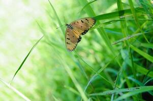 ein Orange Schmetterling Akraee terpsicore foto