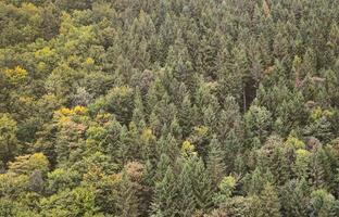 Textur von ein Berg Wald mit viele Grün Bäume. Aussicht von hoch foto