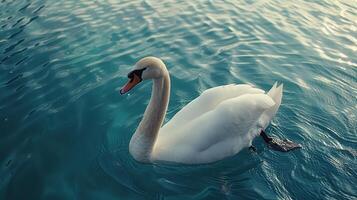 Weiß Schwan schwebend auf Körper von Wasser foto