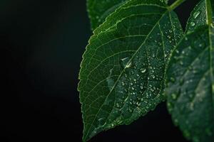 ai generiert Grün Blatt mit Wasser fallen auf schwarz Hintergrund Grün Blatt foto