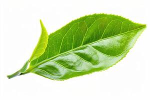 Grün Tee Blatt isoliert auf Weiß Hintergrund Grün Tee Blatt isoliert auf Weiß Hintergrund foto