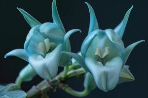 ai generiert schließen oben von zwei Jade Ranke Blumen Strongylodon Makrobotrys Wellesley Massachusetts. Jade foto