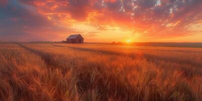 ai generiert landwirtschaftlich Korn Bauernhof mit Blick auf ein Weizen Feld foto