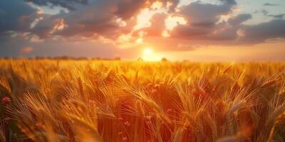 ai generiert landwirtschaftlich Korn Bauernhof mit Blick auf ein Weizen Feld foto