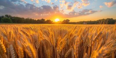 ai generiert landwirtschaftlich Korn Bauernhof mit Blick auf ein Weizen Feld foto