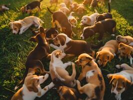 spielerisch Jack Russell Terrier Welpen herumtollen auf Gras im Natur foto