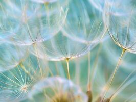 abstrakt Hintergrund Bildschirmschoner Nahansicht von Löwenzahn Blume und es ist Saat foto