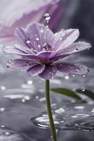 ein lila Blume ist im das Wasser mit Wasser Tröpfchen foto