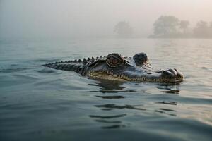 ein groß Alligator schwebend im das Wasser foto