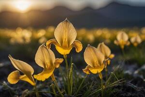 Weiß Blumen im das Gras beim Sonnenuntergang foto