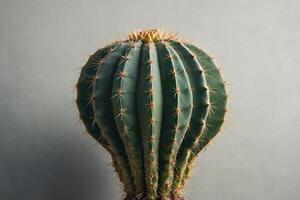 ein Kaktus Pflanze ist gezeigt im Vorderseite von ein grau Mauer foto