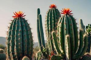 Kaktus Pflanzen im das Wüste foto