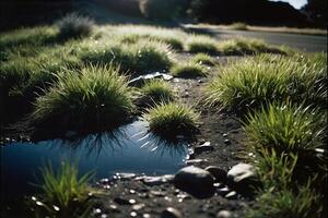 ein grasig Bereich mit Wasser und Felsen foto