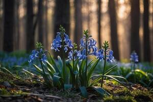 Glockenblumen im das Wald beim Sonnenaufgang foto