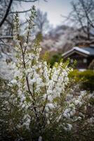 ai generiert Schnee bedeckt Blumen im ein Garten mit ein Haus im das Hintergrund foto