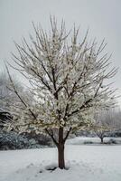 ai generiert ein Baum mit Weiß Blumen im das Schnee foto