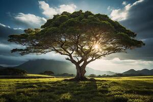 ein Baum auf ein felsig Strand mit Felsen und Wasser foto