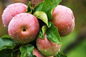 frisch Äpfel auf Baum, organisch Obst Plantage foto