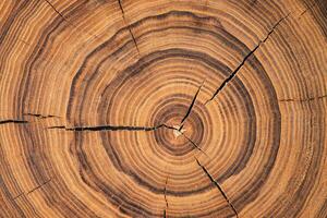 Stumpf Schnitt Textur, Baum Ringe Holz Hintergrund foto