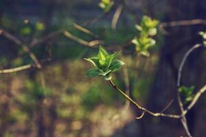 Knospung jung lila Blätter auf ein Zweig auf ein sonnig Frühling Tag foto