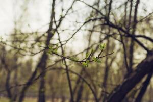 Knospung jung lila Blätter auf ein Zweig auf ein sonnig Frühling Tag foto