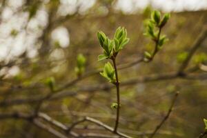 Knospung jung lila Blätter auf ein Zweig auf ein sonnig Frühling Tag foto