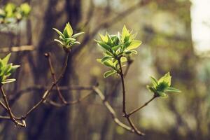 Knospung jung lila Blätter auf ein Zweig auf ein sonnig Frühling Tag foto