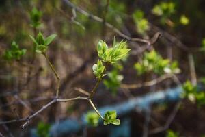 Knospung jung lila Blätter auf ein Zweig auf ein sonnig Frühling Tag foto