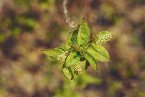 zwei Marienkäfer kriechen auf jung Knospung Ahorn Blätter foto