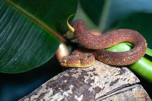 Blatt Viper, Atheris Schuppenflechte foto