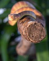 Blatt Viper, Atheris Schuppenflechte foto