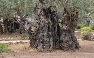 alt Olive Baum Kofferraum und Geäst. foto