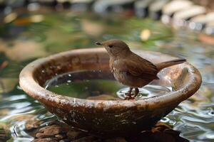 braun Vogel beim Wasser Kante von Vogelbad. foto