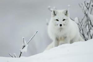 Arktis Fuchs im ein heiter Winter Landschaft. foto